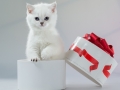 900__5527